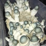 Albino Penis Envy Mushroom