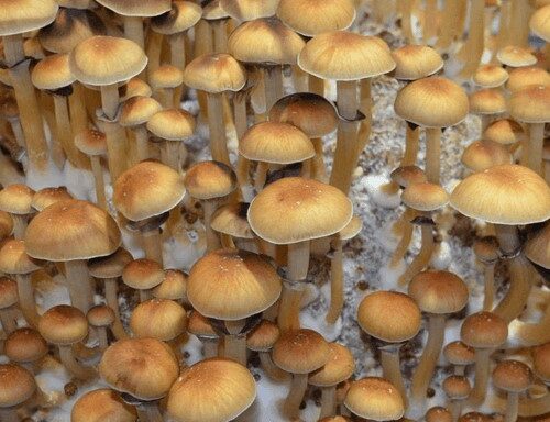 buy Cambodian Cubensis online