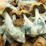 buy Melmac Mushroom Online