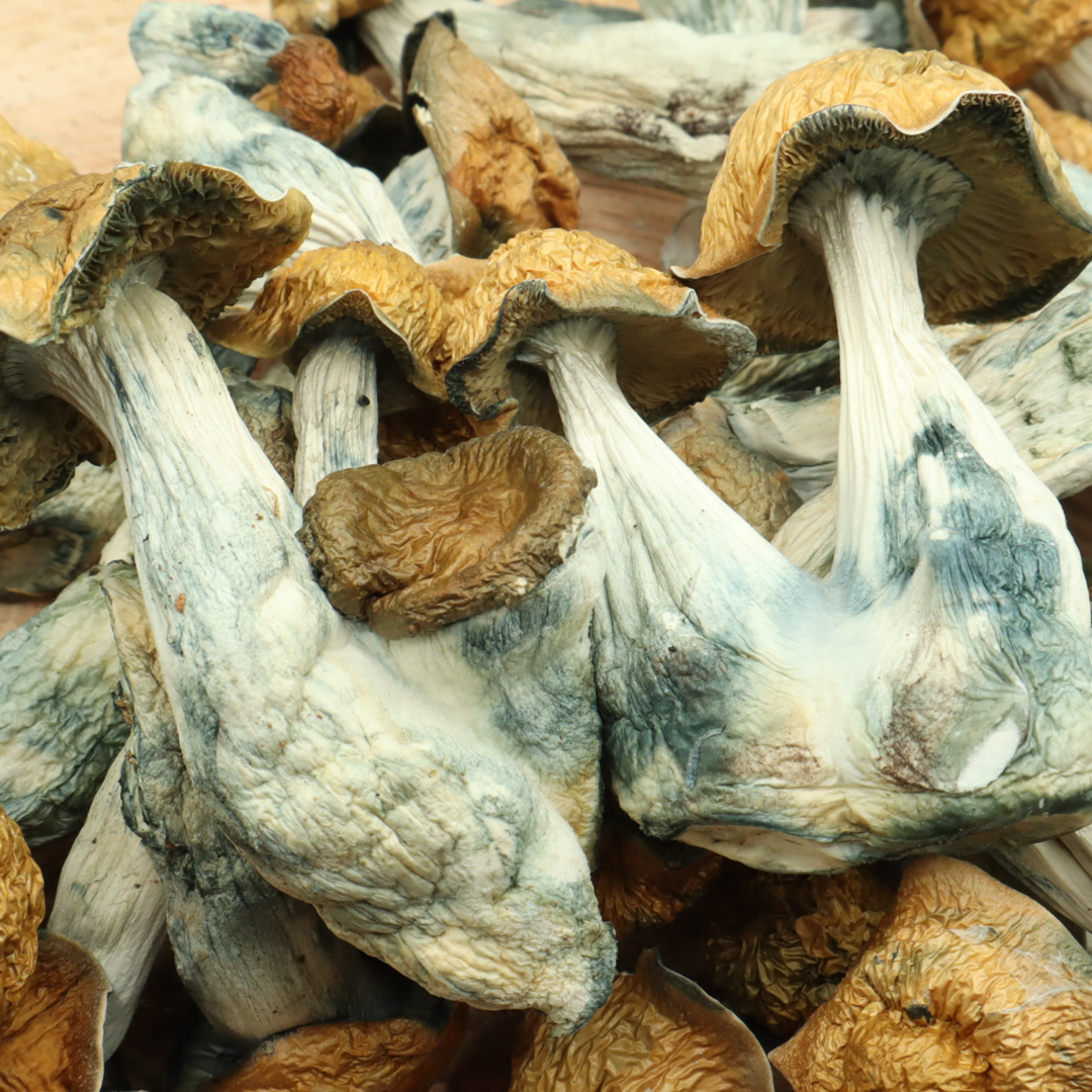 buy Melmac Mushroom Online