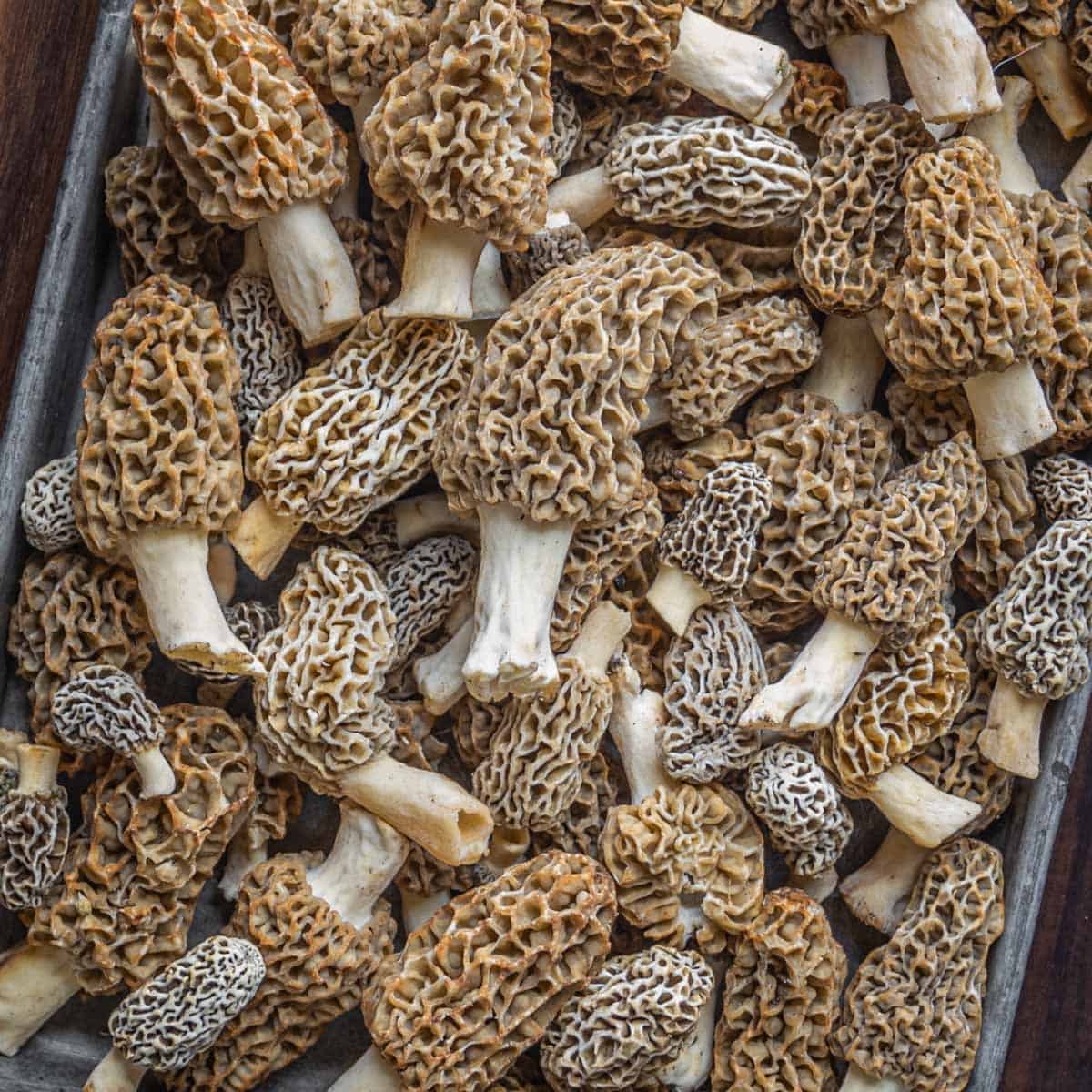 buy morel mushroom online.