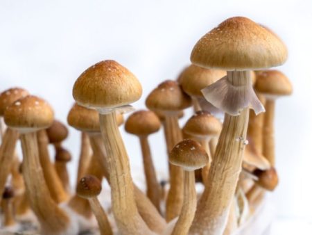 buy Golden Teacher Mushroom.