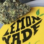 buy LemonAde weed strain